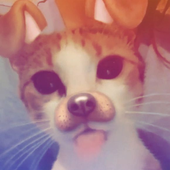 Cat with dog filter