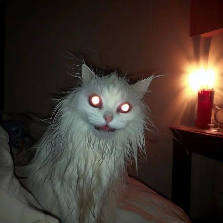 Wet white cat with glowing red eyes
