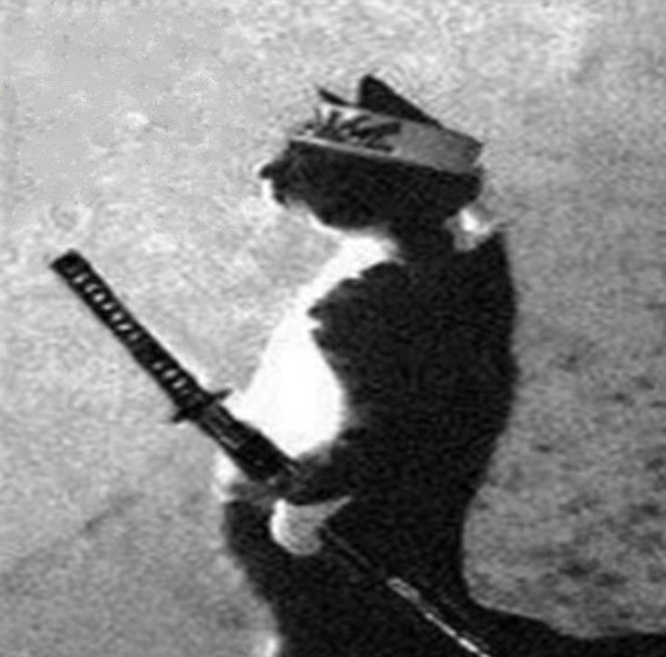 Samurai cat with katana