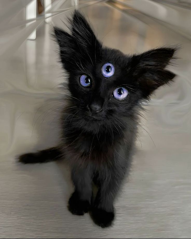 Black kitten with three purple eyes