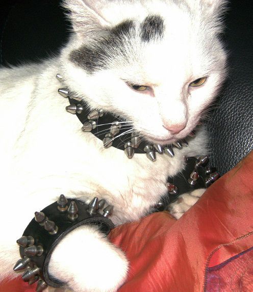 White cat with spiked punk collar