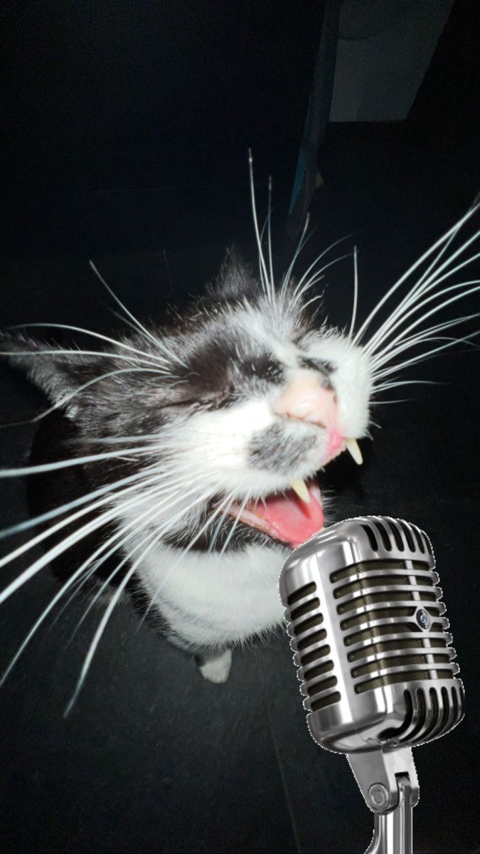 Cat singing into vintage microphone