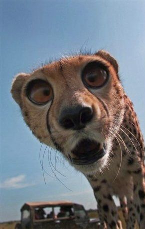 Cheetah with big googly eyes selfie