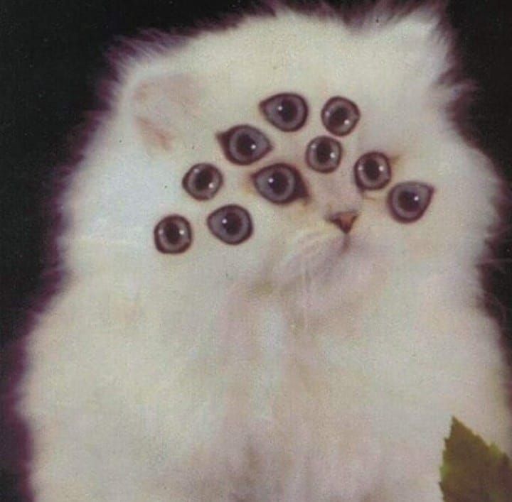 White cat with multiple eyes surreal