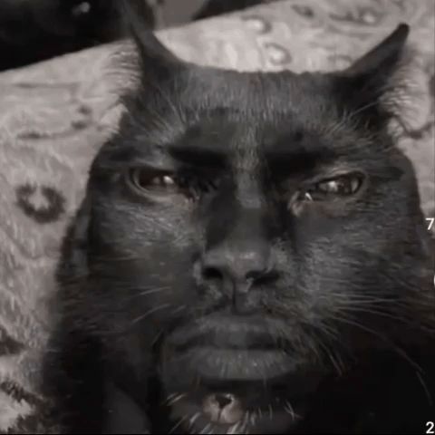 Black cat with human face morph