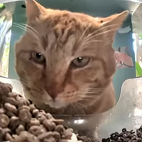 Orange cat looking through fish tank at food