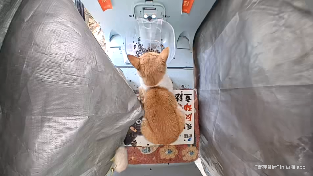 Orange cat from above at automatic feeder