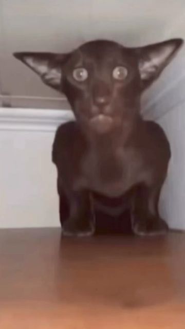 Brown Oriental cat with big ears