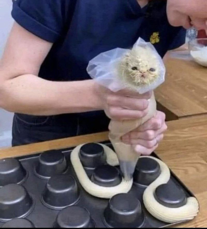 Cat face in piping bag like pastry