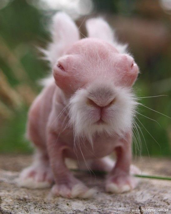 Hairless pink bunny creature