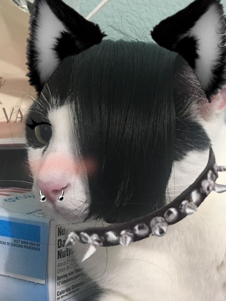 Emo cat with black hair nose ring and spiked collar