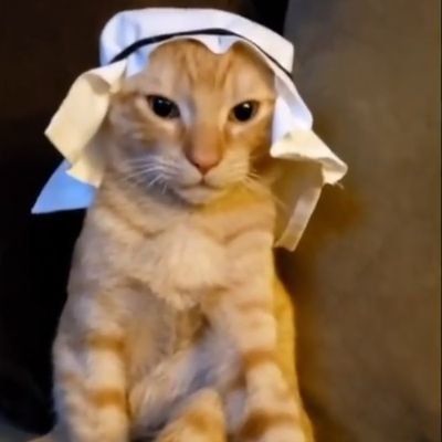 Orange cat wearing white headscarf