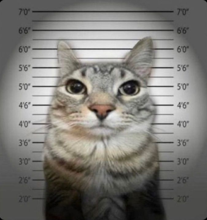 Cat mugshot with height measurements