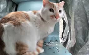 Orange and white cat at automatic feeder